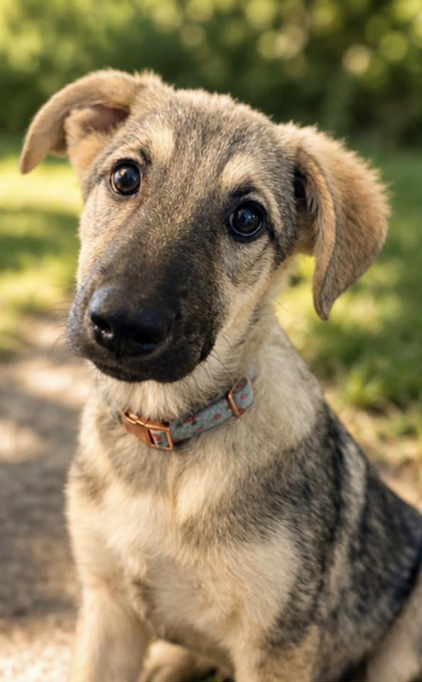 Enlarge Peep, a Adopted German Shepherd Dog in Fort Thomas, KY image 3/3