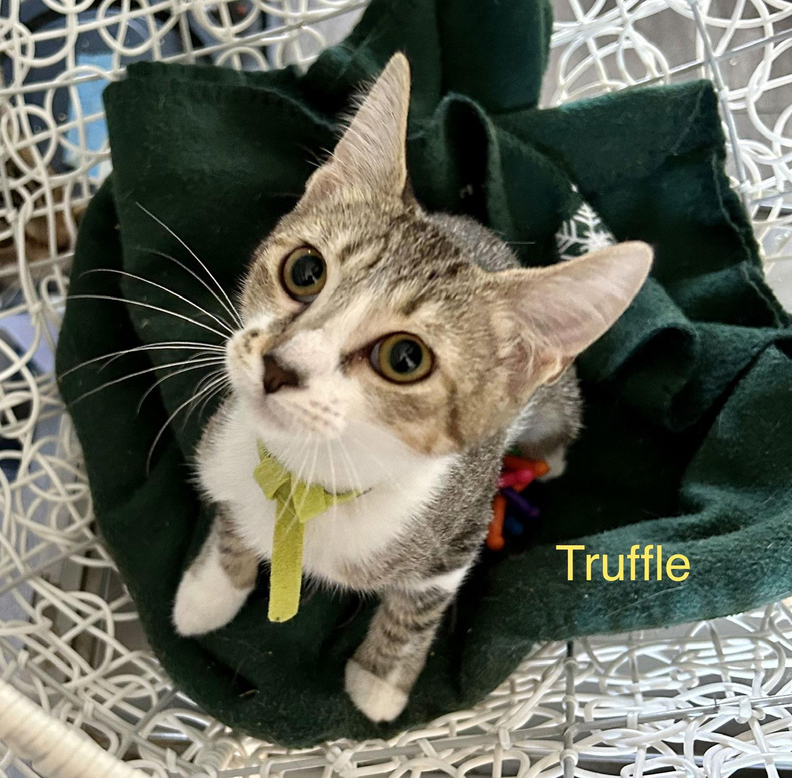 Enlarge Truffle, a Adoptable Domestic Short Hair in Winter Garden, FL image 1/5