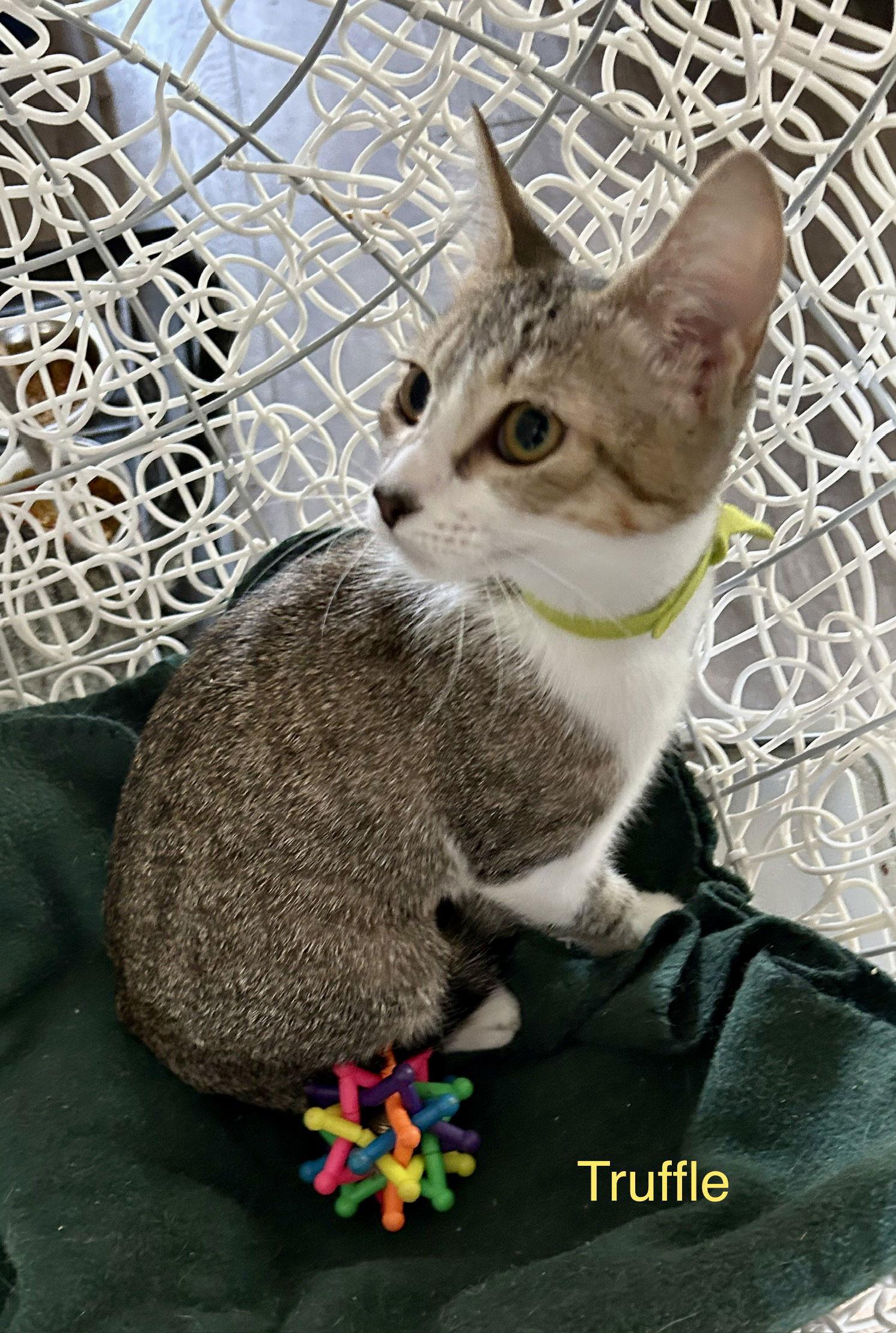 Enlarge Truffle, a Adoptable Domestic Short Hair in Winter Garden, FL image 2/5