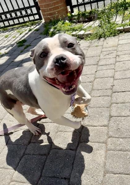 Michael B Pawdon, Adoptable, Adult Male Mixed Breed & Mixed Breed.