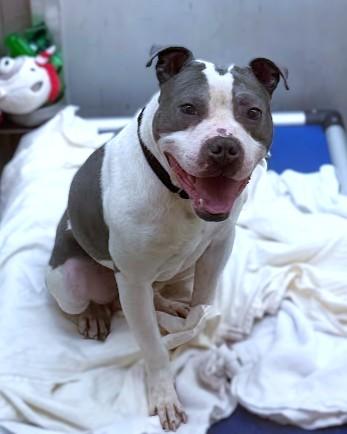 Enlarge Michael B Pawdon, a Adoptable mixed breed in Washington, DC image 2/3