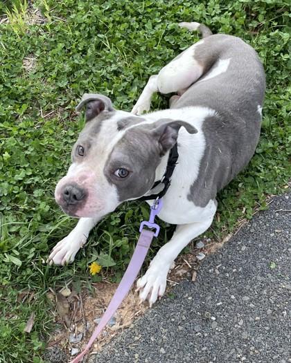 Enlarge Michael B Pawdon, a Adoptable mixed breed in Washington, DC image 3/3