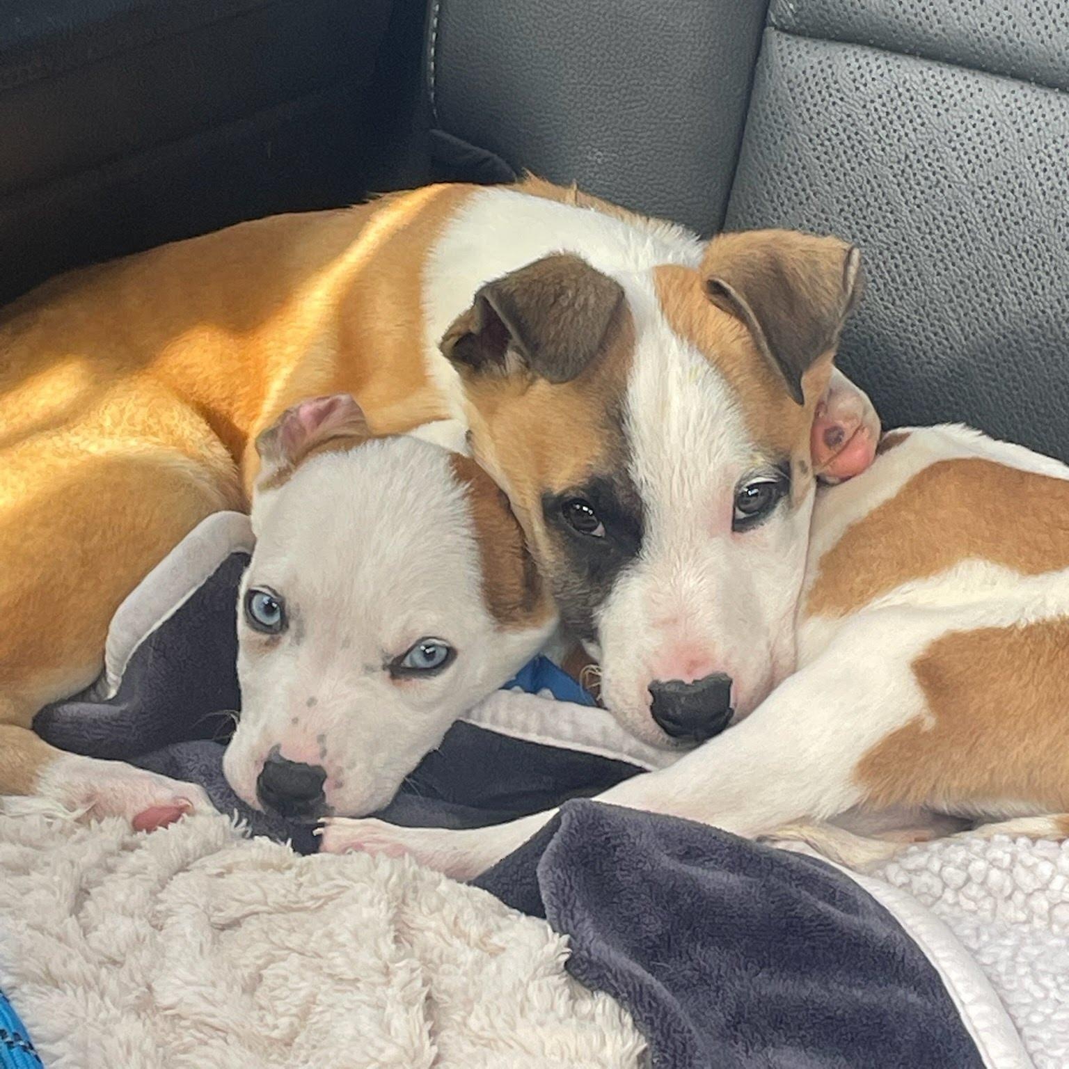 Clark Kent , an adopted mixed breed in Myrtle Beach, SC image 4/4