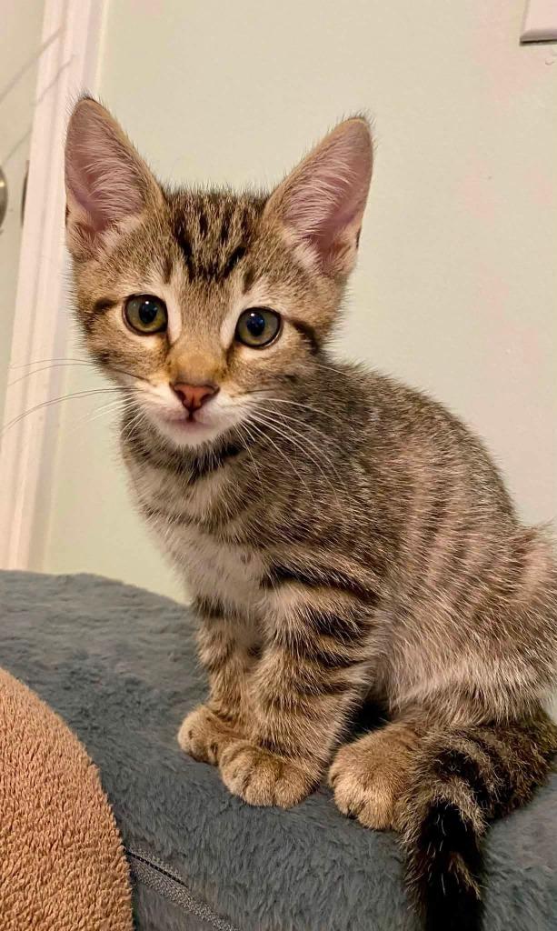 Enlarge Gosling, a Adoptable mixed breed in Fort Mill, SC image 1/1
