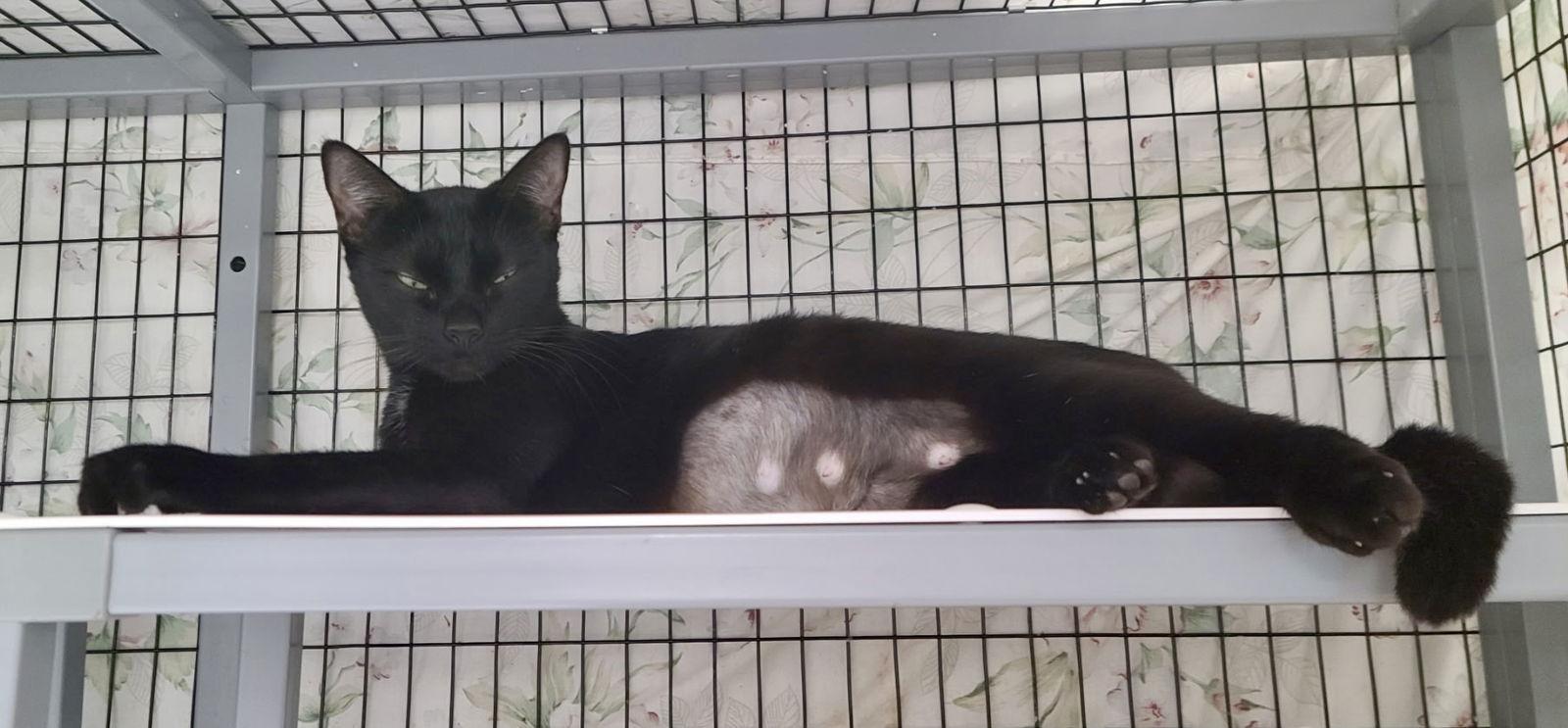 Purrfect, Adoptable, Adult Female Domestic Short Hair.