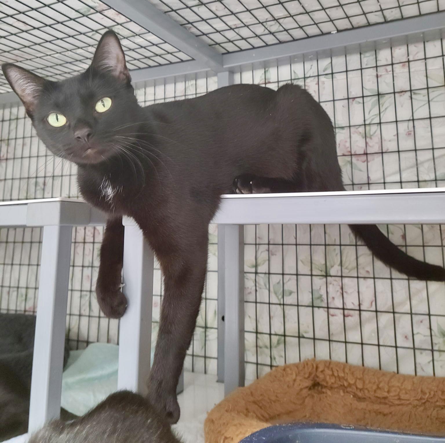 Enlarge Purrfect, a Adoptable Domestic Short Hair in Satellite Beach, FL image 2/3