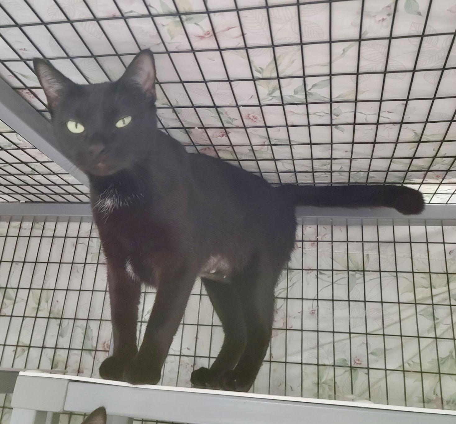 Enlarge Purrfect, a Adoptable Domestic Short Hair in Satellite Beach, FL image 3/3