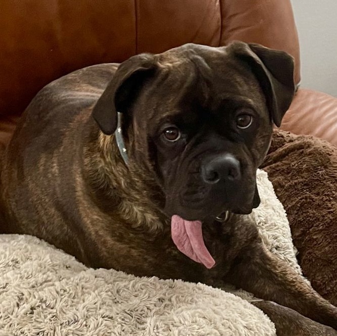 Mae, a Adoptable Bullmastiff in Saint Louis, MO image 2/5