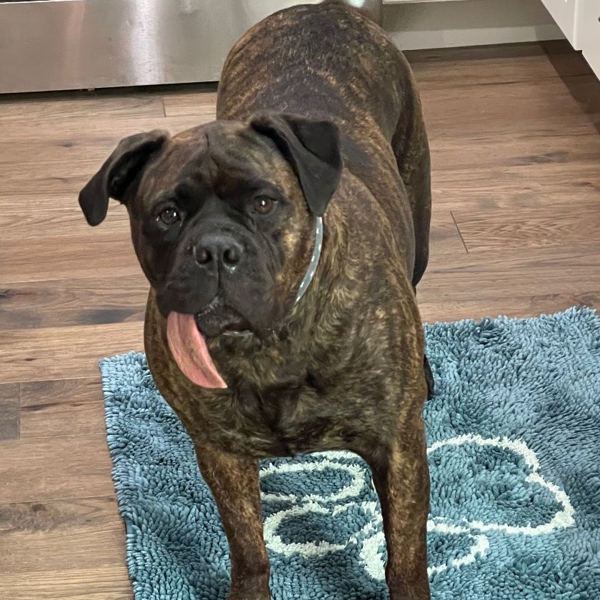 Mae, a Adoptable Bullmastiff in Saint Louis, MO image 3/5