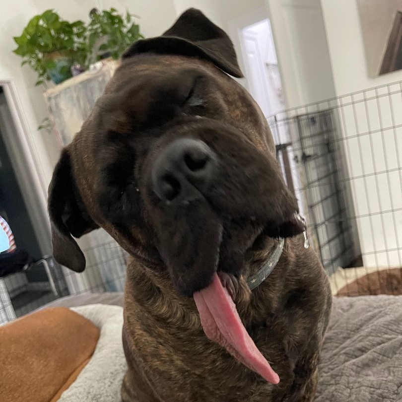 Mae, a Adoptable Bullmastiff in Saint Louis, MO image 1/5