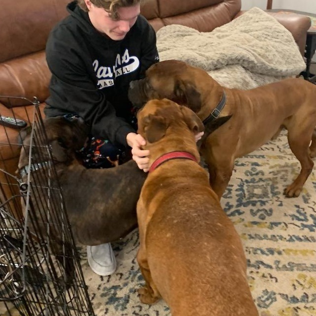 Mae, a Adoptable Bullmastiff in Saint Louis, MO image 4/5