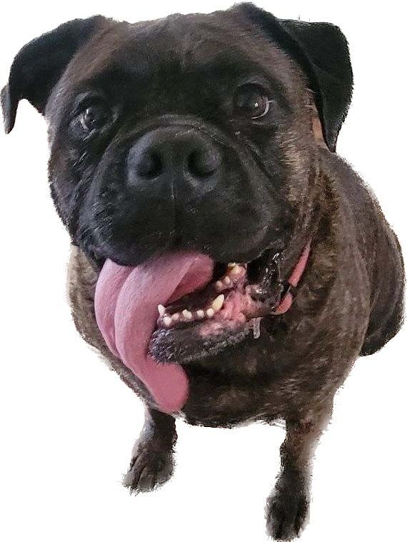 Mae, a Adoptable Bullmastiff in Saint Louis, MO image 5/5