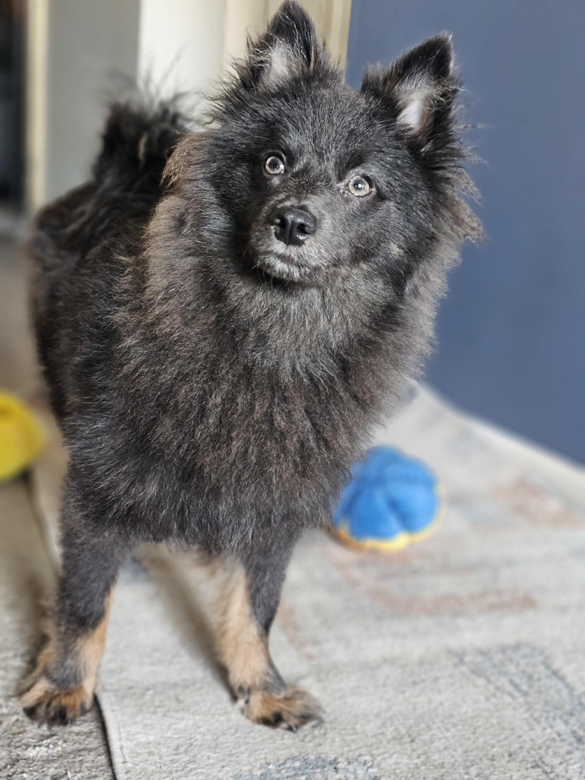 Enlarge Rhys, a Adoptable Pomeranian in Sugar Grove, IL image 1/5