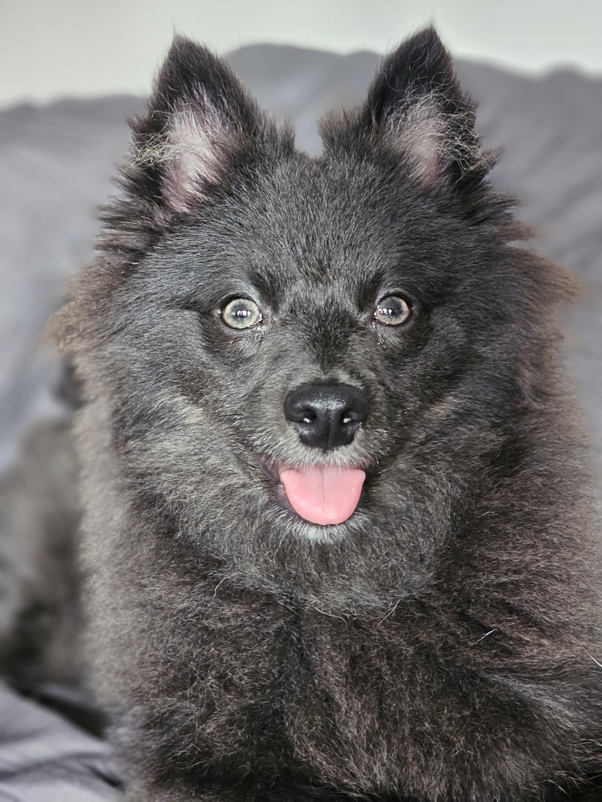 Enlarge Rhys, a Adoptable Pomeranian in Sugar Grove, IL image 2/5