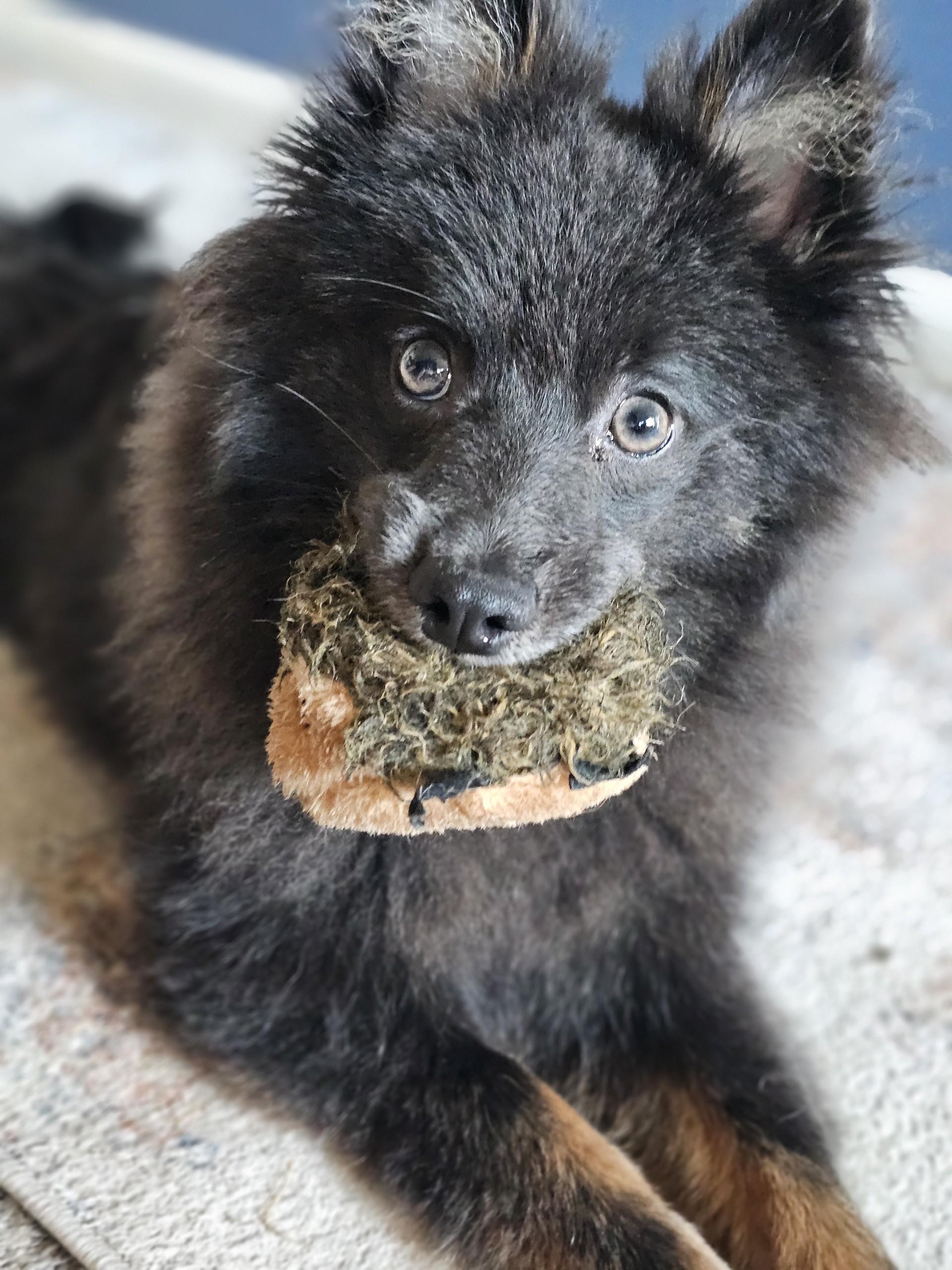 Enlarge Rhys, a Adoptable Pomeranian in Sugar Grove, IL image 3/5