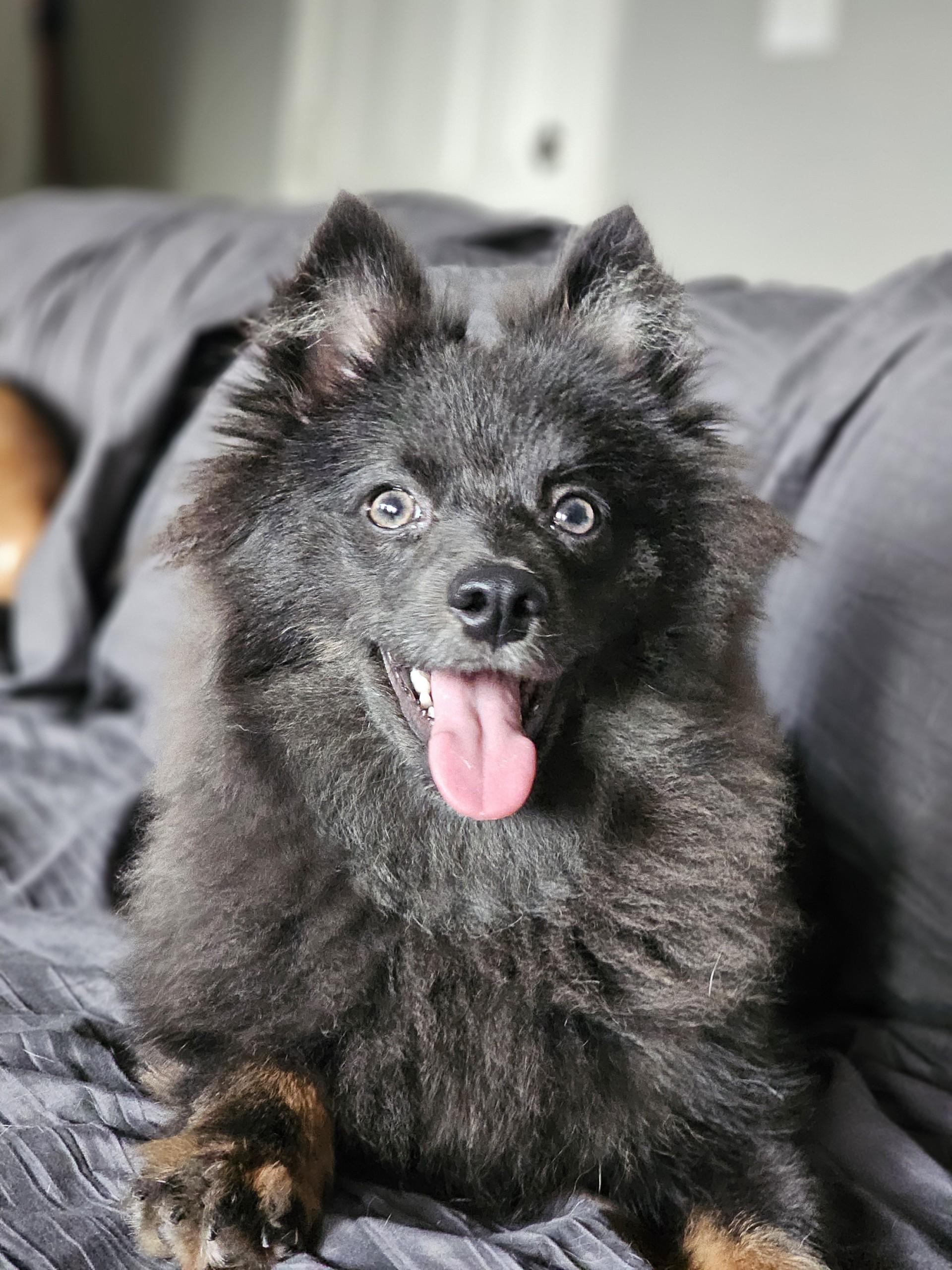 Enlarge Rhys, a Adoptable Pomeranian in Sugar Grove, IL image 5/5