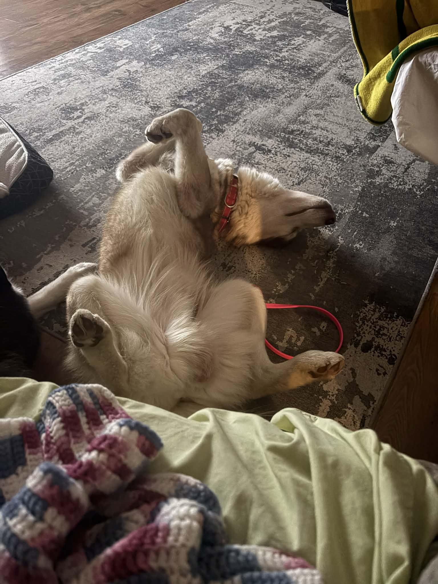 Enlarge Nouvel, a ADOPTABLE Siberian Husky in La Motte, IA image 2/6