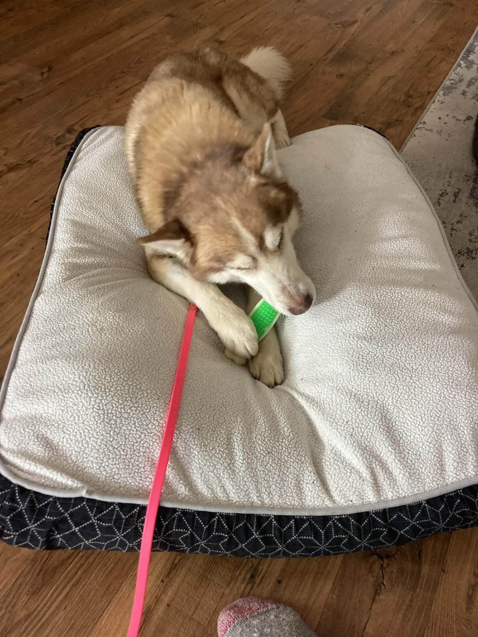 Enlarge Nouvel, a ADOPTABLE Siberian Husky in La Motte, IA image 4/6