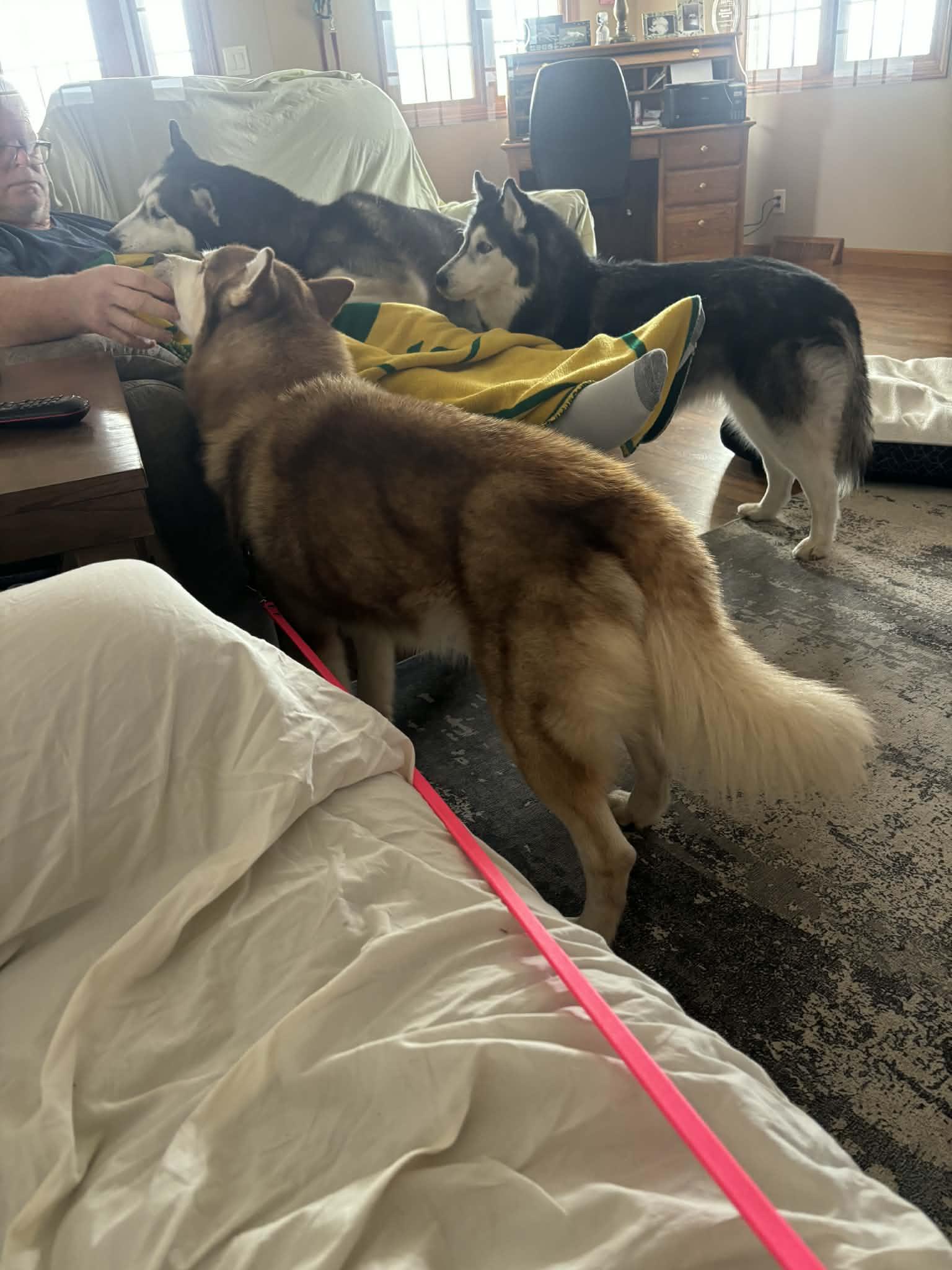 Enlarge Nouvel, a ADOPTABLE Siberian Husky in La Motte, IA image 5/6