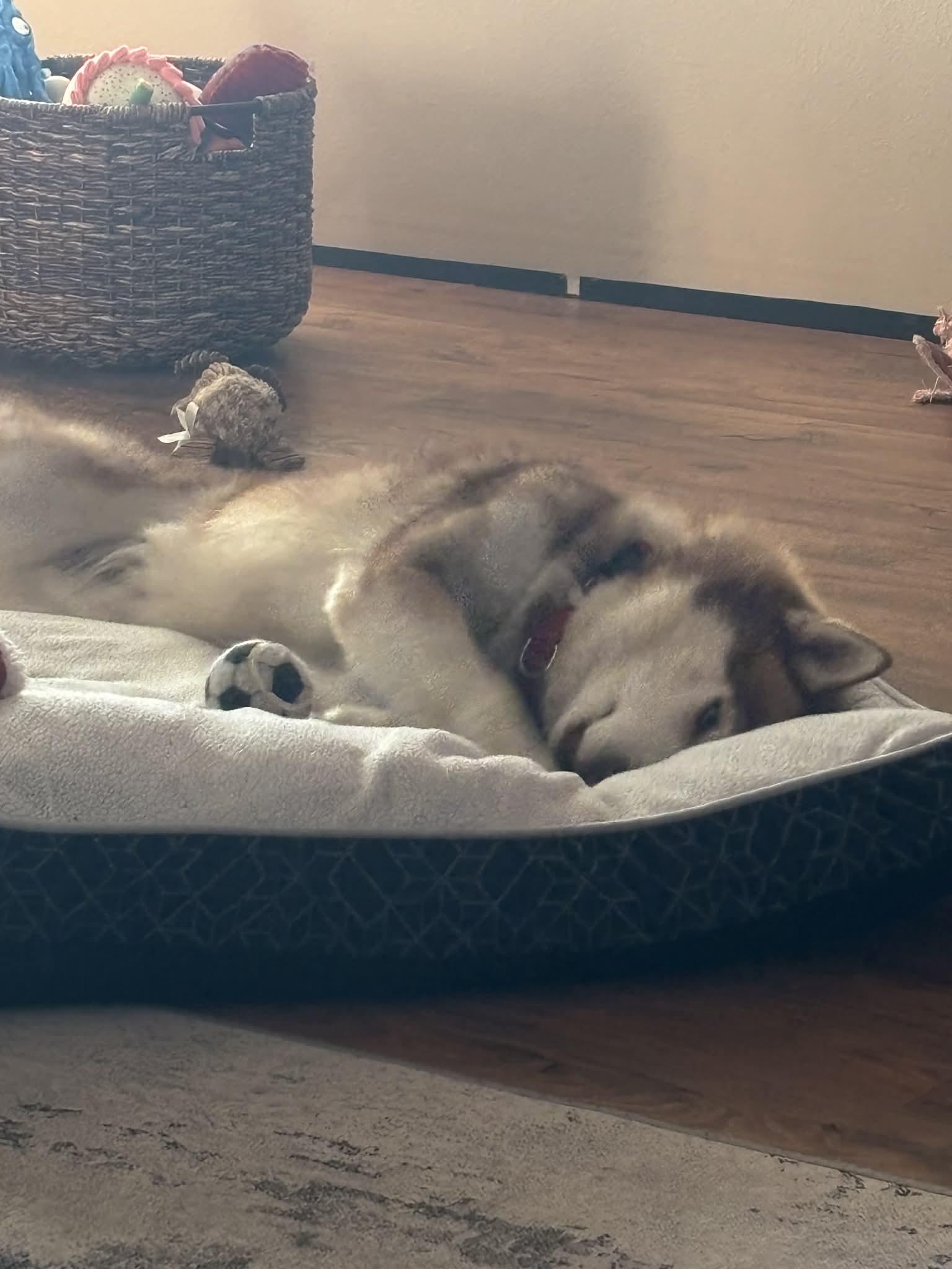 Enlarge Nouvel, a ADOPTABLE Siberian Husky in La Motte, IA image 3/6