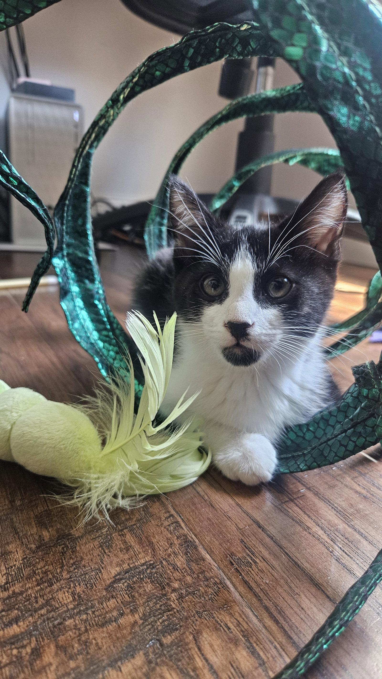 Enlarge Beethoven, a Adoptable Domestic Medium Hair in Antioch, CA image 1/2
