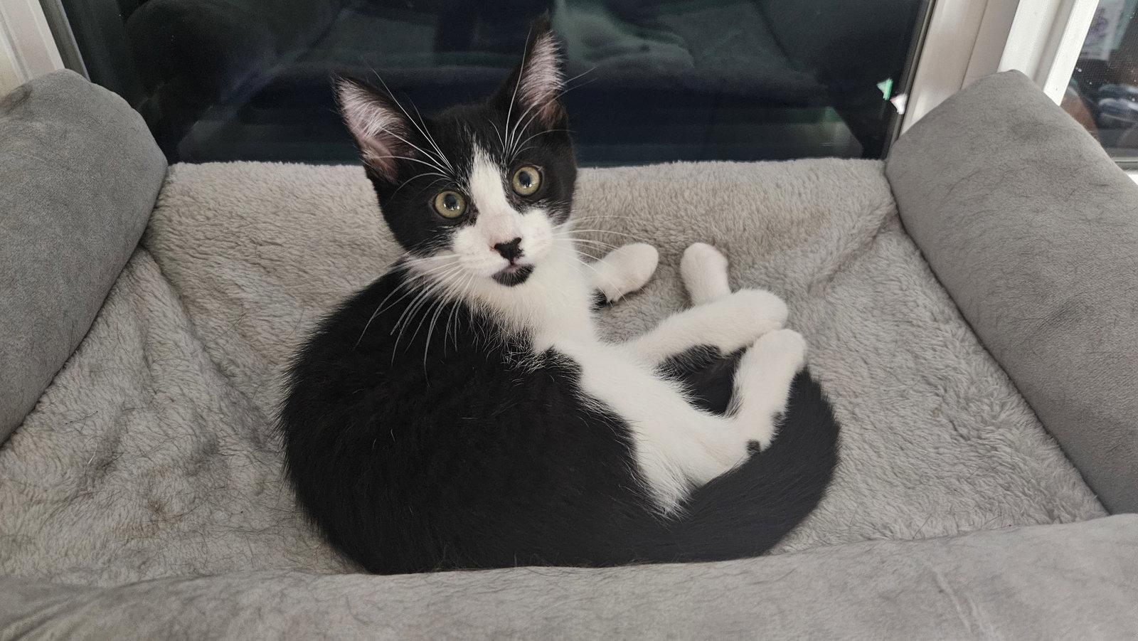 Enlarge Beethoven, a Adoptable Domestic Medium Hair in Antioch, CA image 2/2