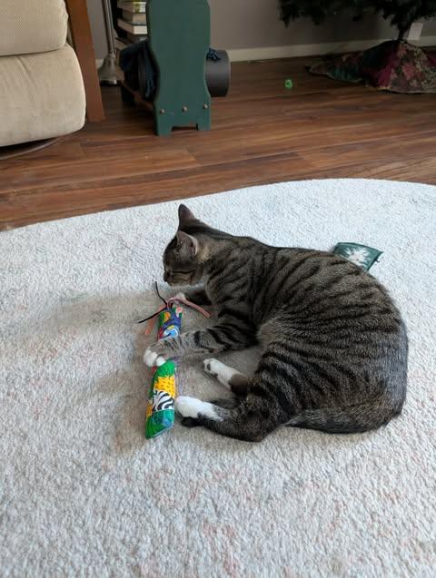 Peanut, a ADOPTABLE Tiger in Fulton, NY image 2/4