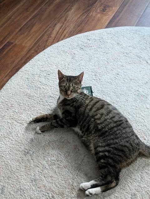 Peanut, a ADOPTABLE Tiger in Fulton, NY image 4/4