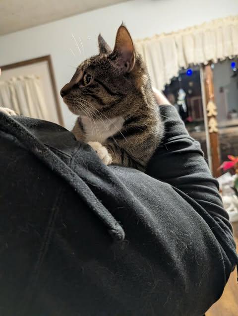 Peanut, a ADOPTABLE Tiger in Fulton, NY image 3/4