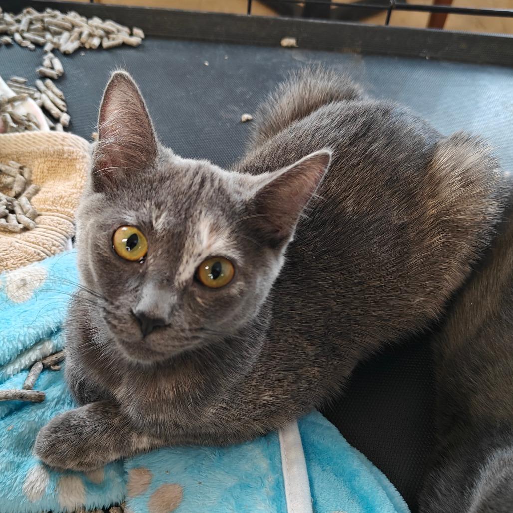 Enlarge Rosie, a Adoptable Domestic Short Hair in Jacksonville, OR image 1/2