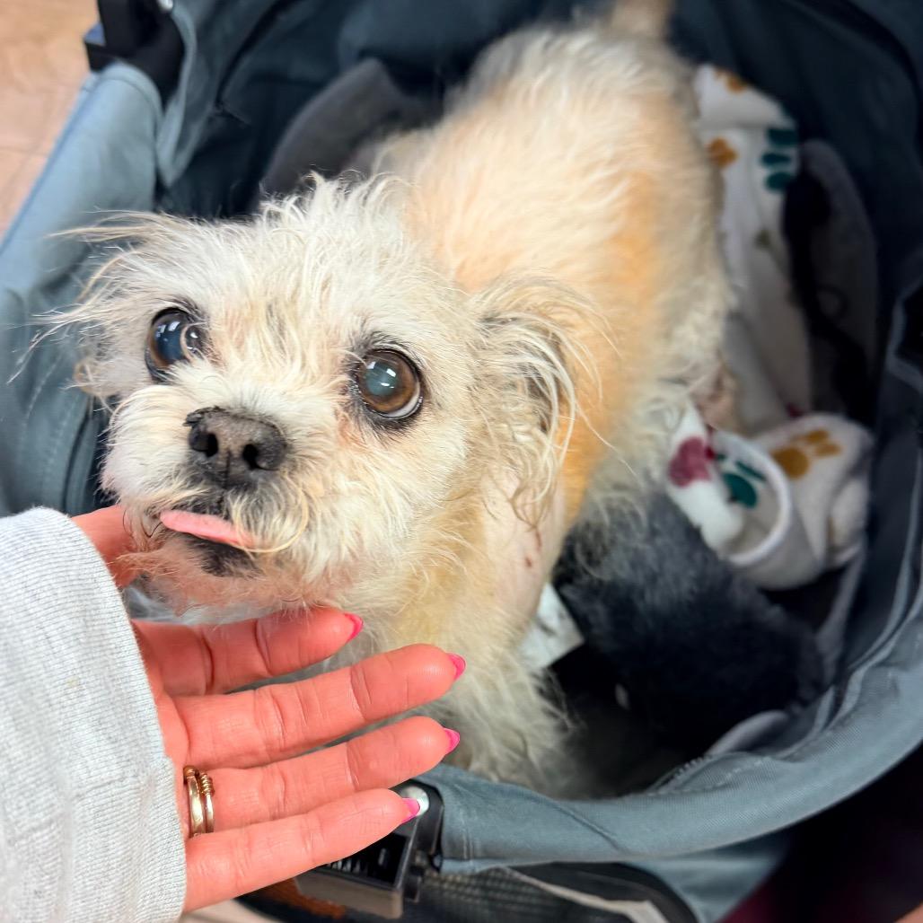 Dandelion, Adoptable, Adult Male Shih Tzu.