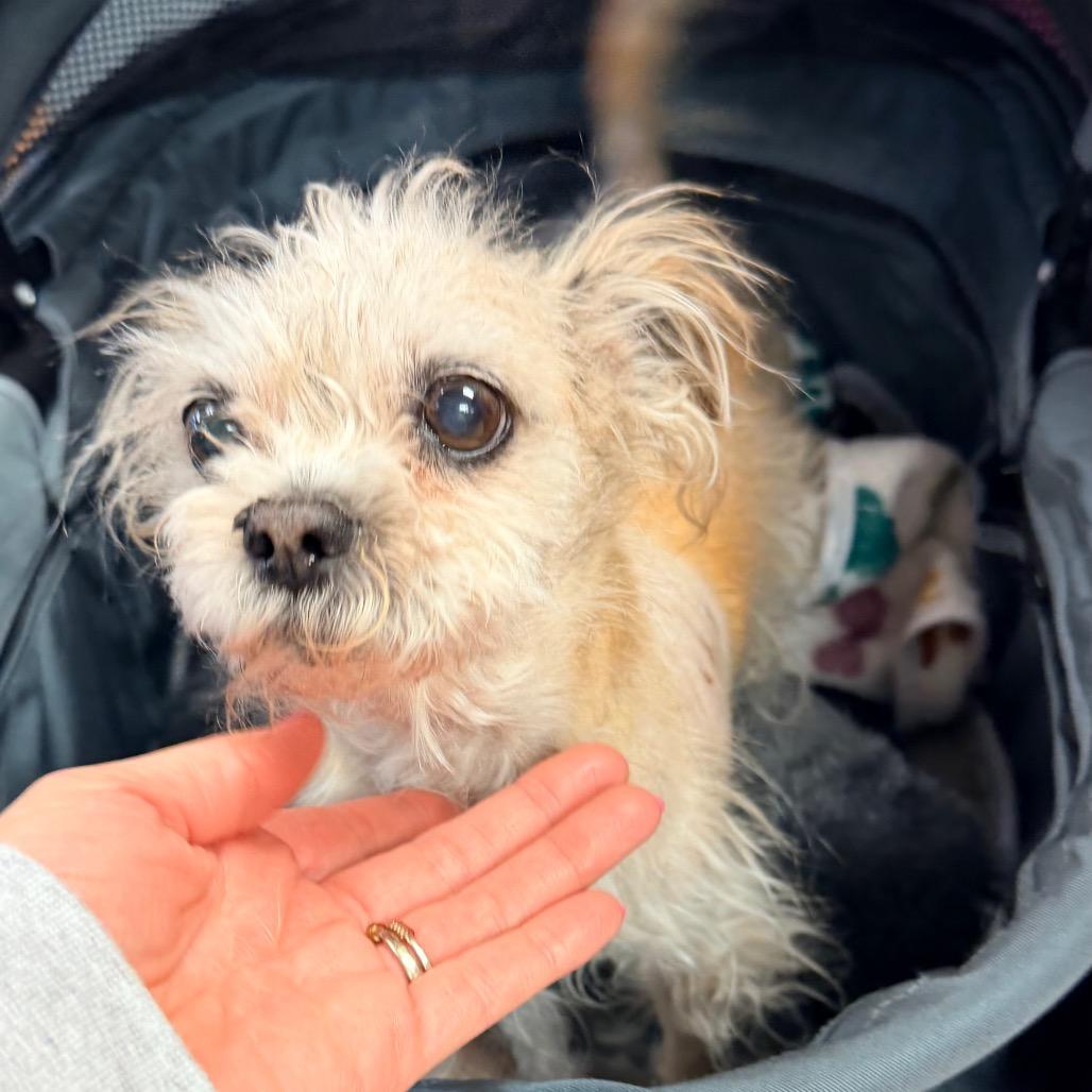 Dandelion, a Adoptable Shih Tzu in Saint John, IN image 2/6