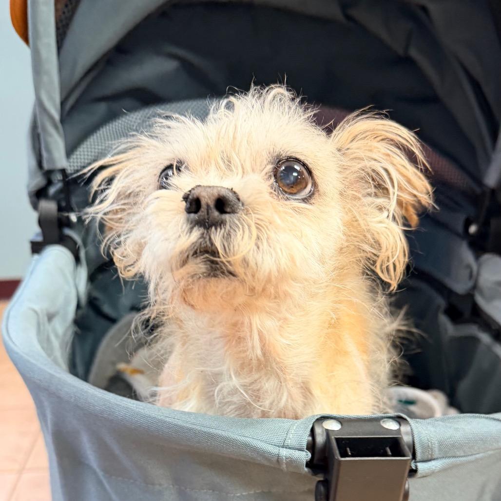 Dandelion, a Adoptable Shih Tzu in Saint John, IN image 3/6