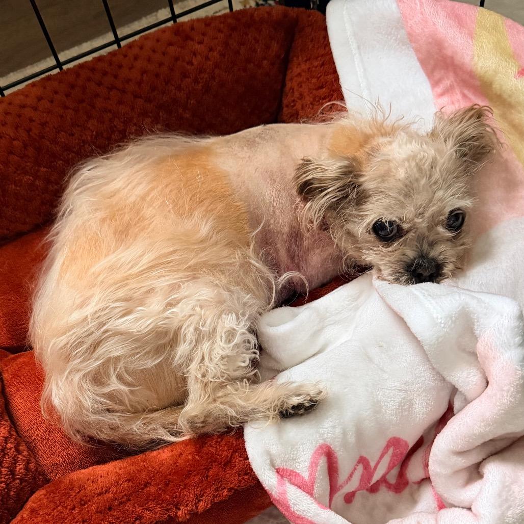 Dandelion, a Adoptable Shih Tzu in Saint John, IN image 4/6