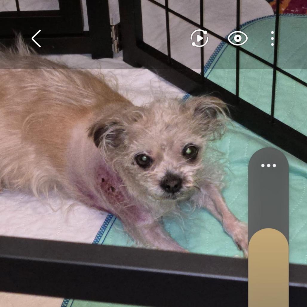Dandelion, a Adoptable Shih Tzu in Saint John, IN image 5/6