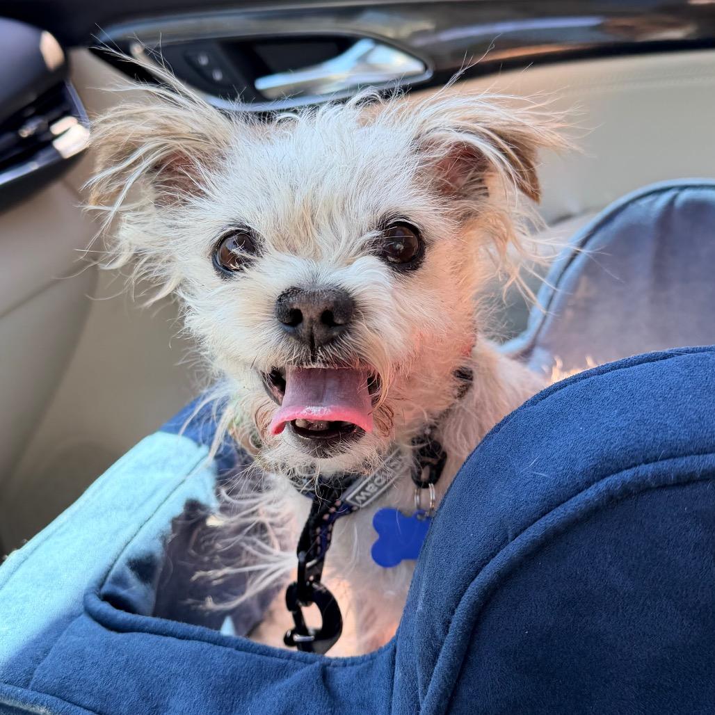 Dandelion, a Adoptable Shih Tzu in Saint John, IN image 6/6