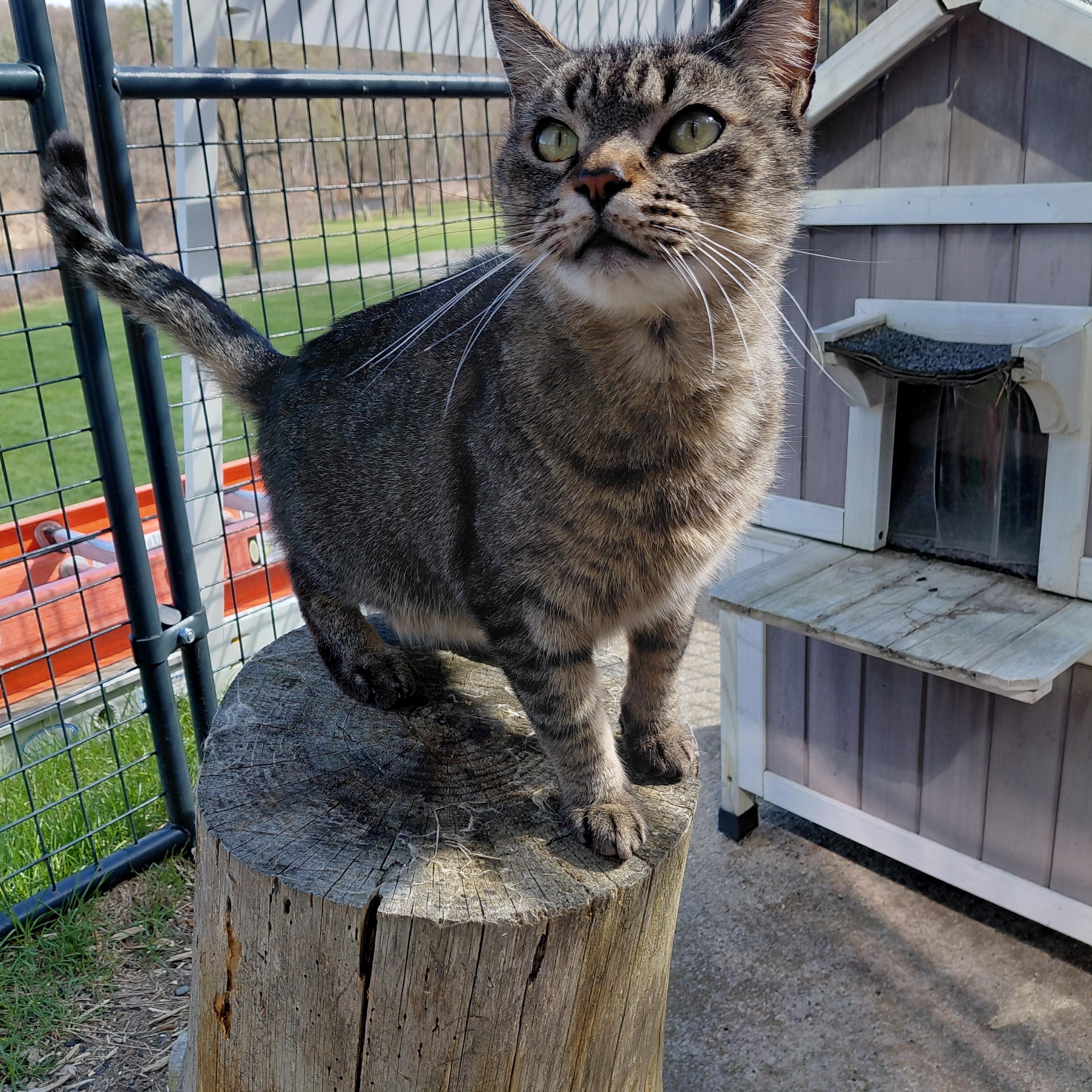 Moose, a ADOPTABLE Domestic Short Hair in Littleton, NH image 2/2