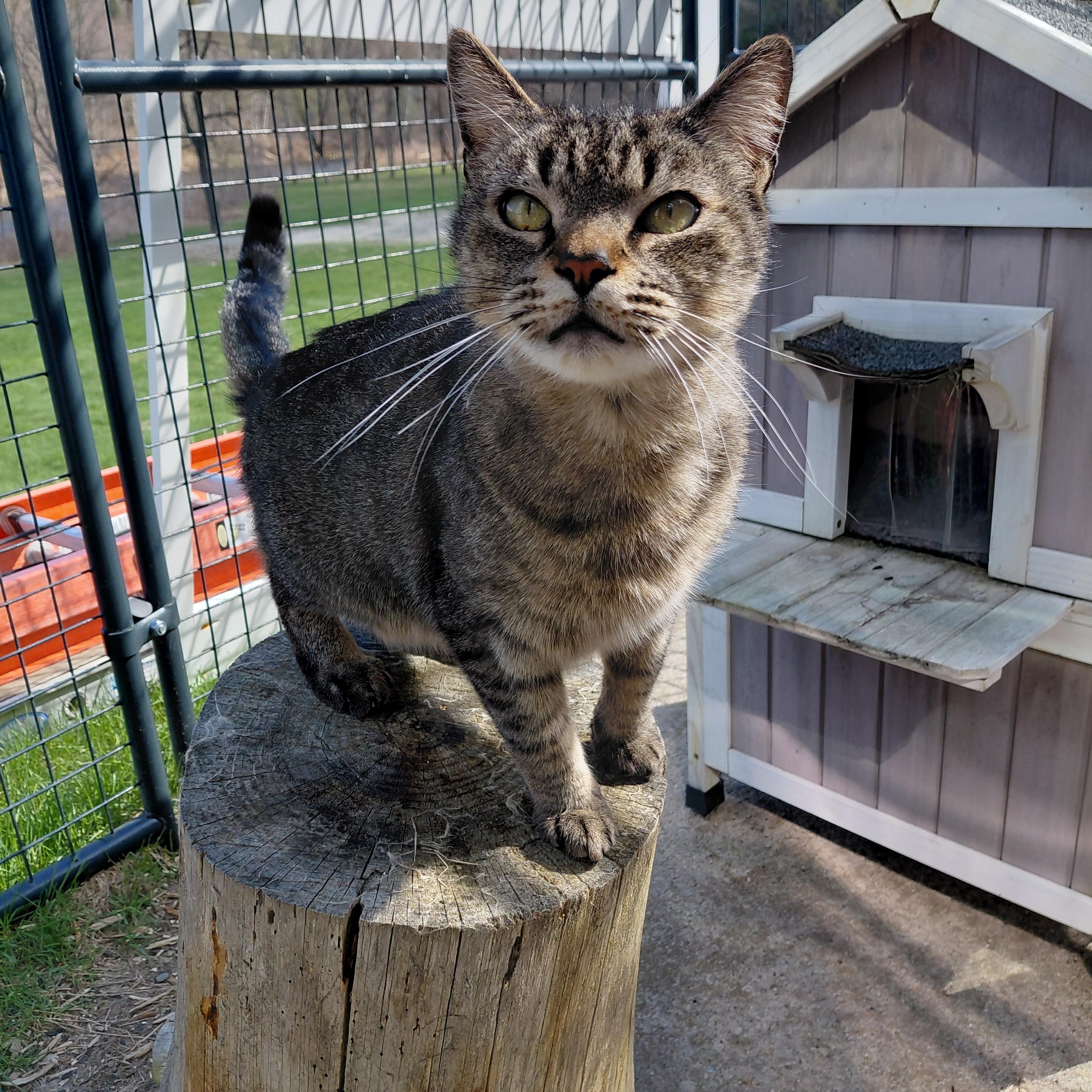 Moose, ADOPTABLE, Adult Male Domestic Short Hair.