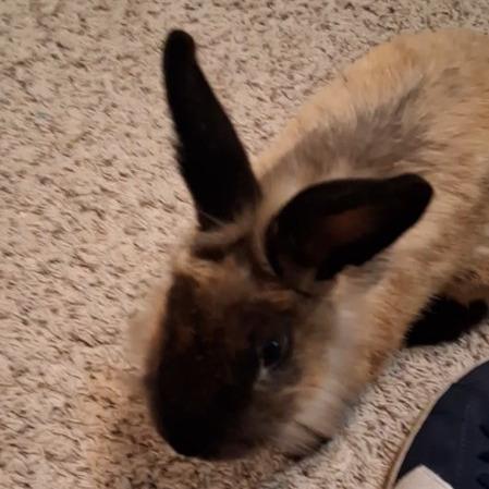 Enlarge Jack, a Adoptable Cinnamon in The Woodlands, TX image 1/3