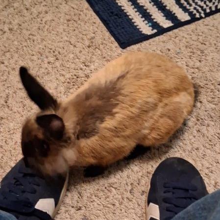 Enlarge Jack, a Adoptable Cinnamon in The Woodlands, TX image 2/3