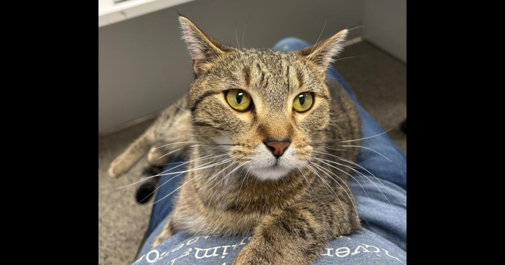 Rapala, a Adoptable mixed breed in Plymouth, MN image 2/6