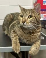 Rapala, a Adoptable mixed breed in Plymouth, MN image 3/6