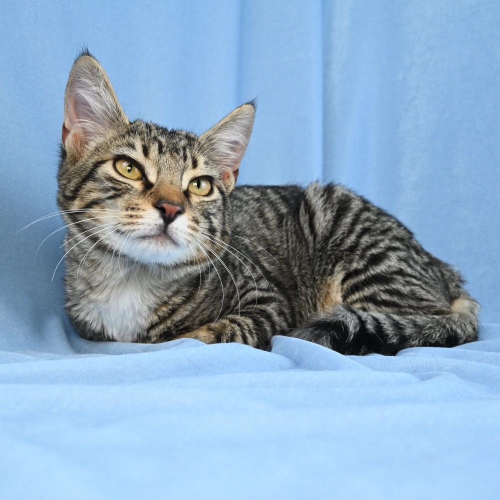 Remy, a Adoptable Domestic Short Hair in Mobile, AL image 1/6