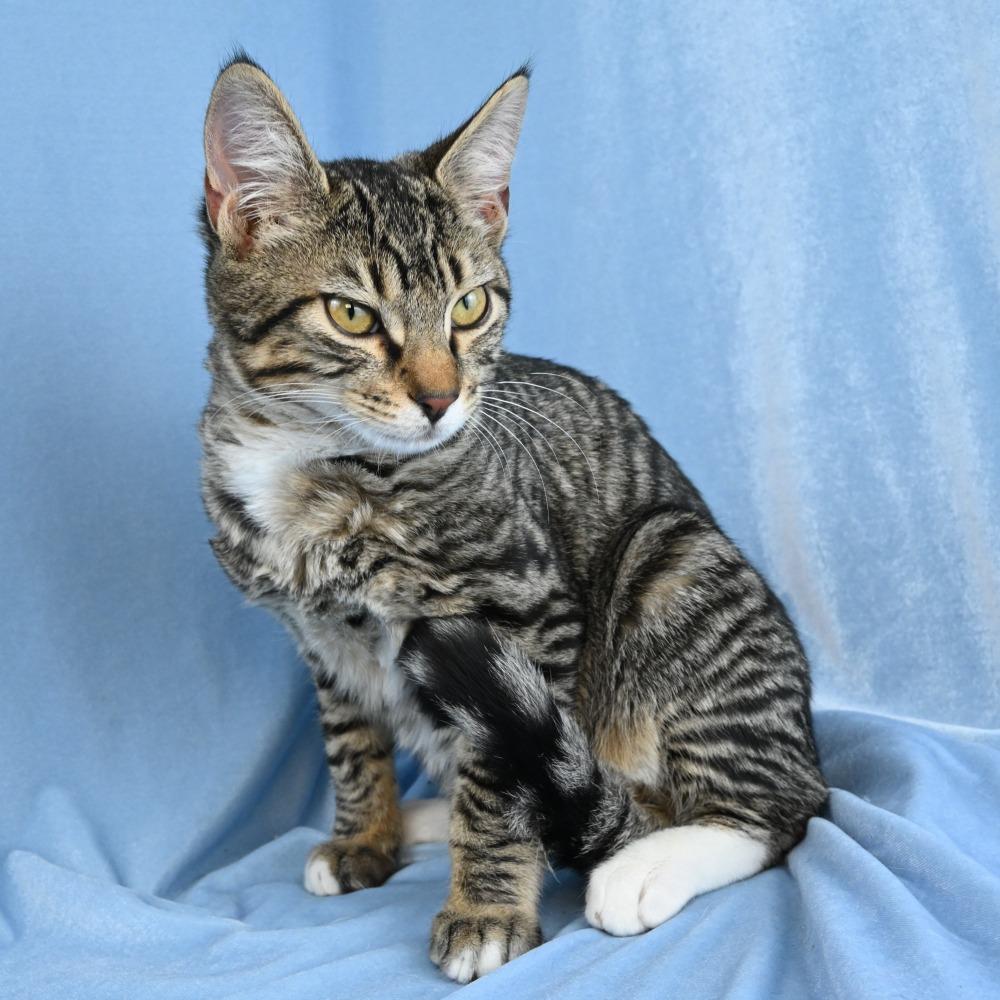 Remy, a Adoptable Domestic Short Hair in Mobile, AL image 2/6