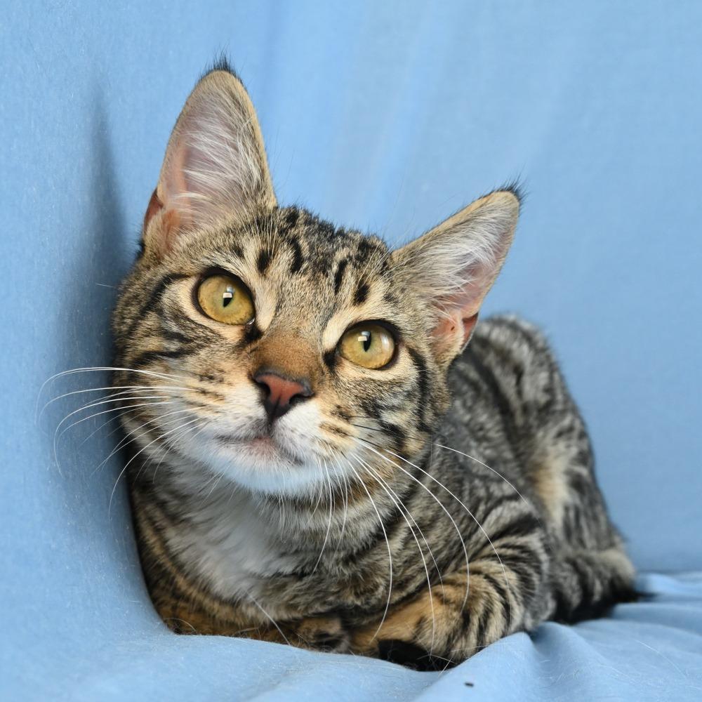 Remy, a Adoptable Domestic Short Hair in Mobile, AL image 3/6