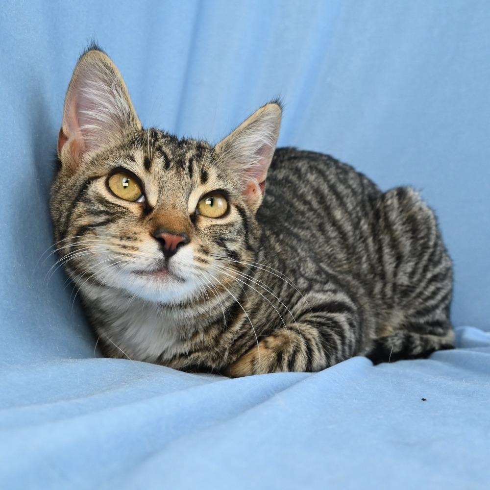 Remy, a Adoptable Domestic Short Hair in Mobile, AL image 4/6