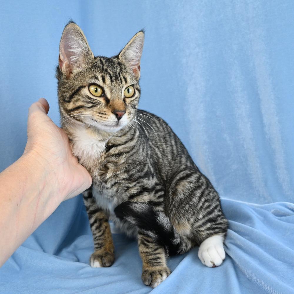 Remy, a Adoptable Domestic Short Hair in Mobile, AL image 5/6
