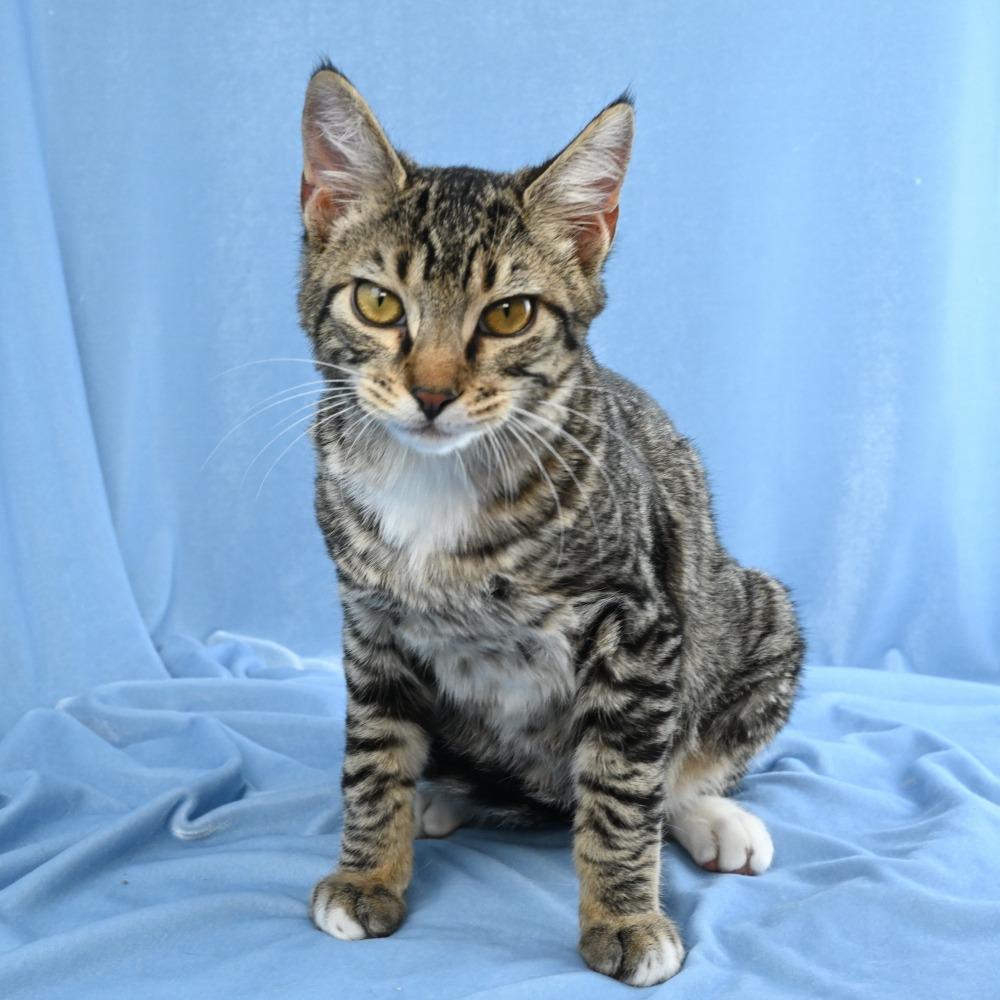 Remy, a Adoptable Domestic Short Hair in Mobile, AL image 6/6