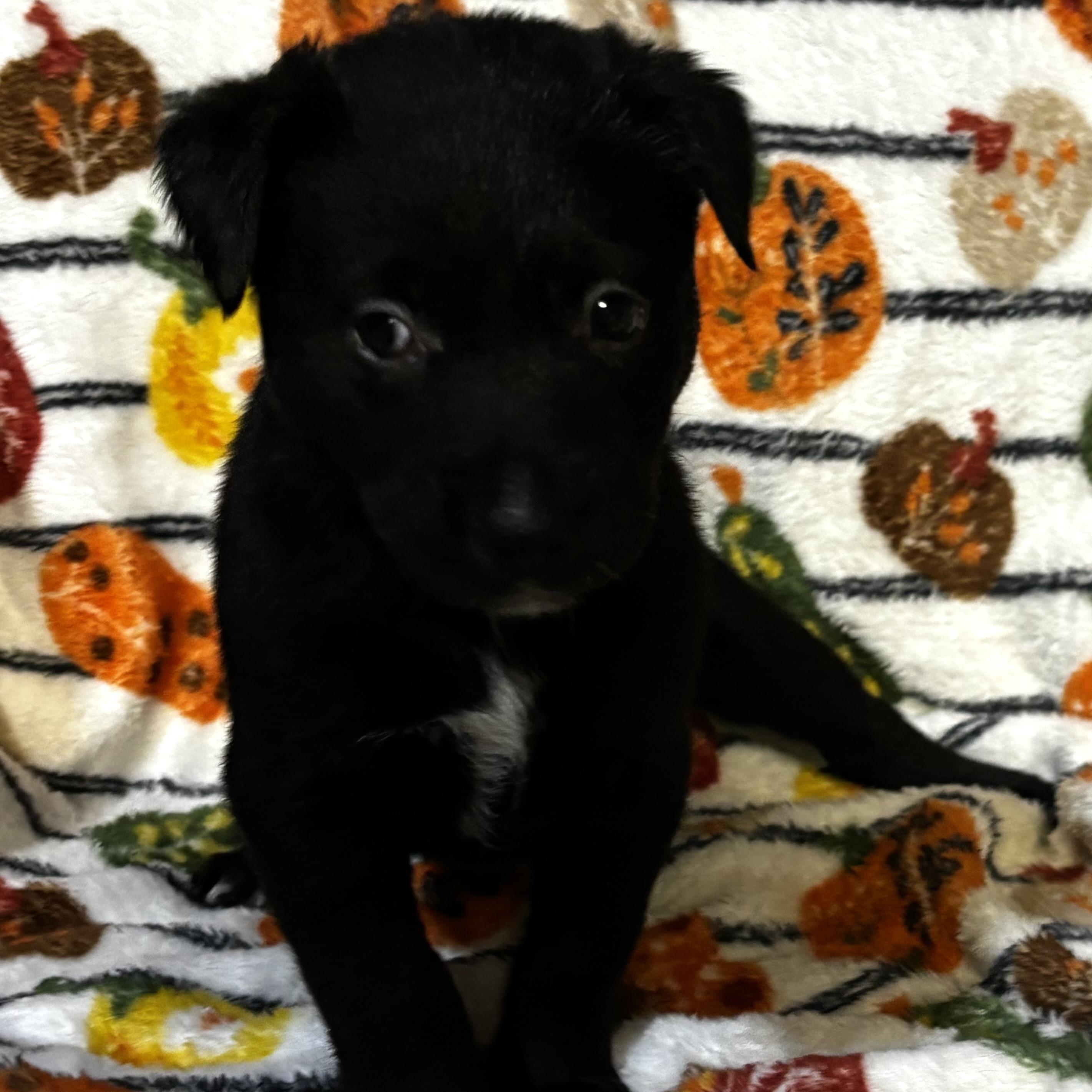 Franny, Adoptable, Puppy Female Labrador Retriever & Australian Shepherd.