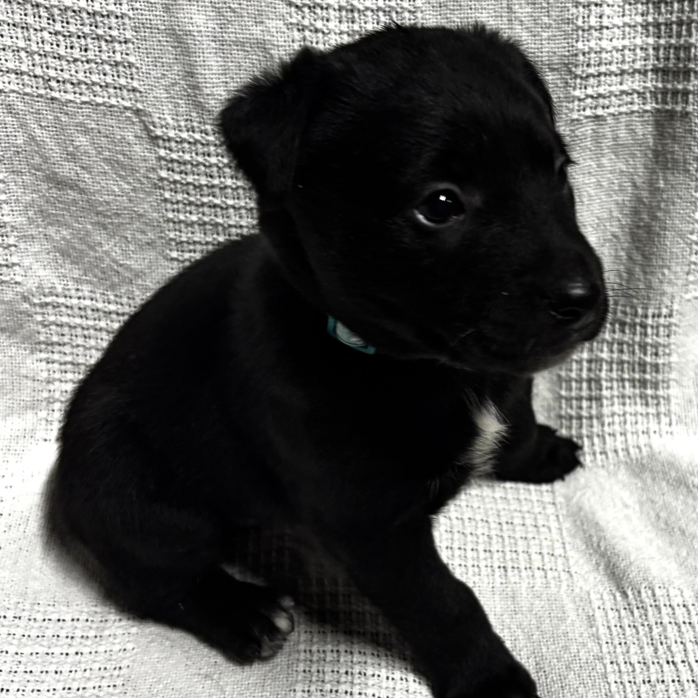 Enlarge Franny, a Adoptable mixed breed in Latham, NY image 2/6
